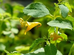 Impatiens aurella