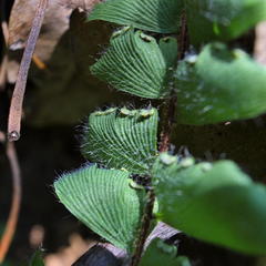 Adiantum incisum