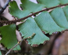 Adiantum incisum