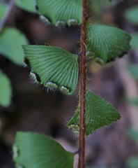 Adiantum incisum