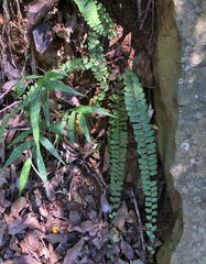 Adiantum incisum