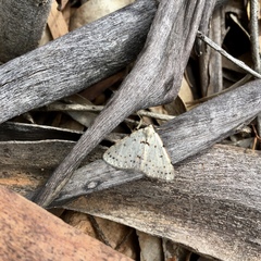 Tapinogyna perichroa