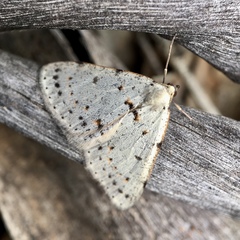 Tapinogyna perichroa