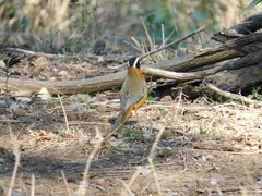 Cossypha heuglini heuglini