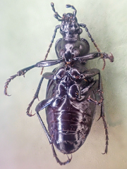 Carabus taedatus