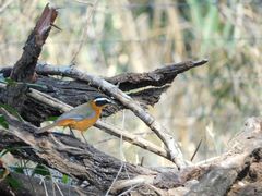 Cossypha heuglini heuglini