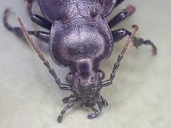 Carabus taedatus