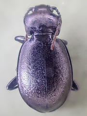 Carabus taedatus