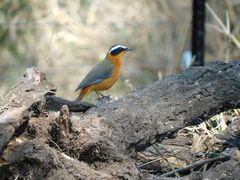 Cossypha heuglini heuglini