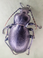 Carabus taedatus