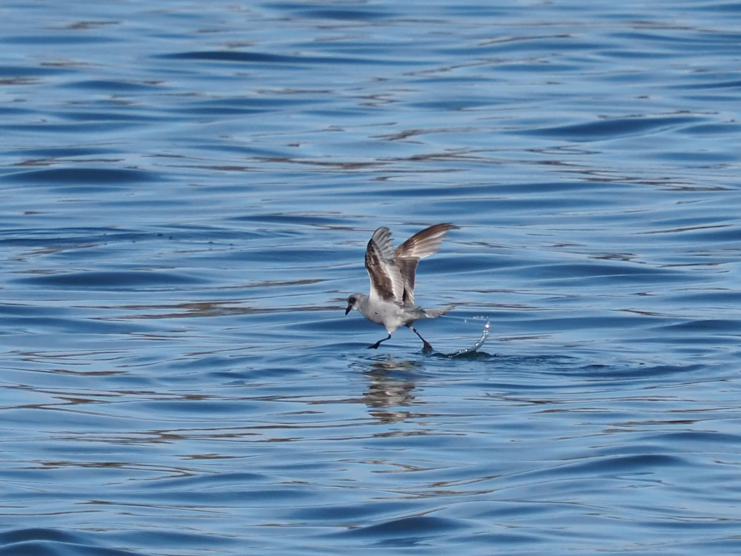 Fork-tailed Storm-Petrel (Hydrobates furcatus)