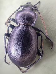 Carabus taedatus