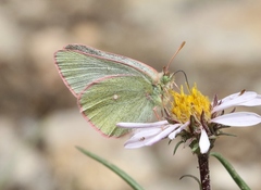 Colias behrii