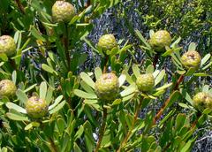 Leucadendron muirii