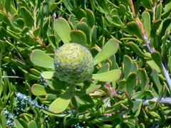 Leucadendron muirii