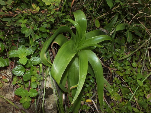Bulbine latifolia image