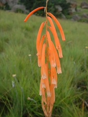 Kniphofia angustifolia