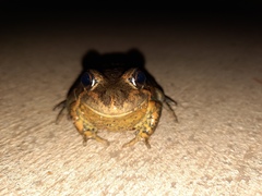 Limnodynastes dumerilii dumerilii