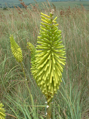 Kniphofia baurii