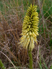 Kniphofia ensifolia