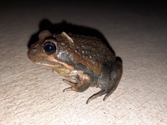 Limnodynastes dumerilii dumerilii