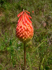 Kniphofia linearifolia