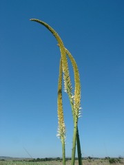 Kniphofia multiflora