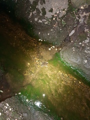 Limnodynastes dumerilii dumerilii