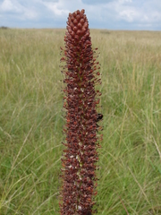 Kniphofia typhoides