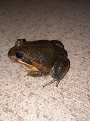 Limnodynastes dumerilii dumerilii