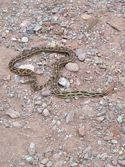 Pituophis lineaticollis