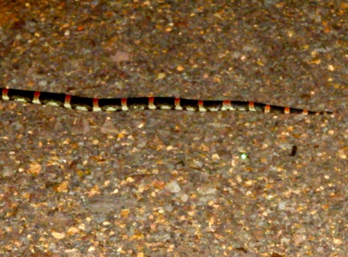 Mexican Long-nosed Snake
