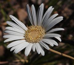 Gerbera tomentosa