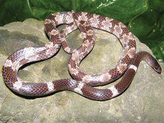 Painted Wolf Snake photo 1