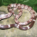 Painted Wolf Snake - Photo (c) https://doi.org/10.3897/zookeys.875.35933, some rights reserved (CC BY)