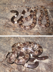 Painted Wolf Snake photo 2