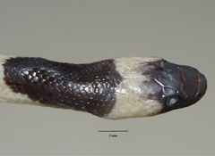 Painted Wolf Snake photo 3