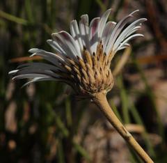 Gerbera tomentosa