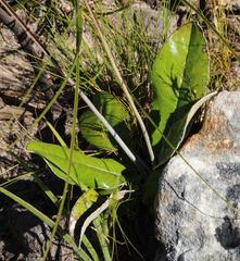 Gerbera tomentosa