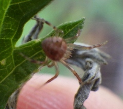 Araneus pegnia image