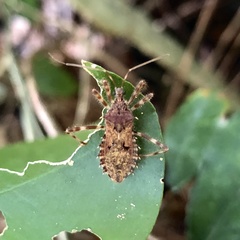 Petalocheirus brachialis