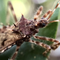 Petalocheirus brachialis