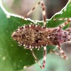 Petalocheirus brachialis