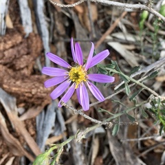 Olearia magniflora