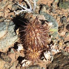 Acanthopsis disperma