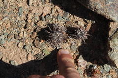 Acanthopsis disperma