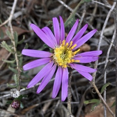 Olearia magniflora