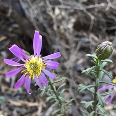 Olearia magniflora