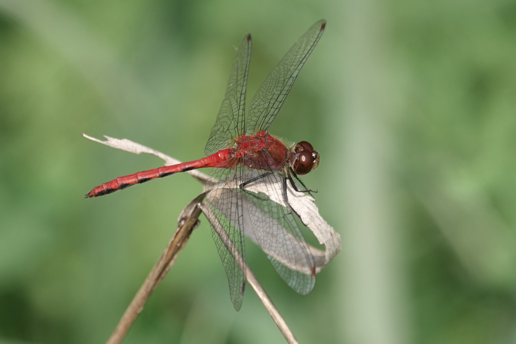 Hamule Insecte Ruby Meadowhawk from Hastings County, ON, Canada on August 27, 2021 at ...