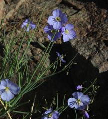 Heliophila trifurca